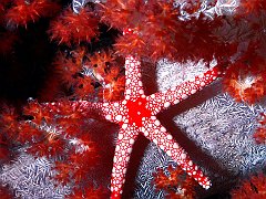 Sea Star, Fiji